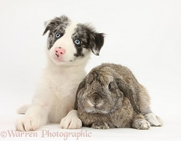 Border Collie pup and agouti Lop rabbit
