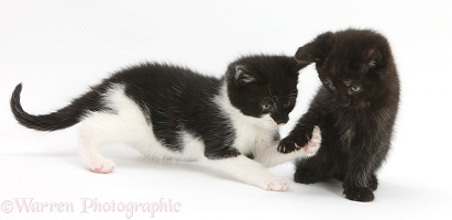 Black kitten playing with black-and-white kitten