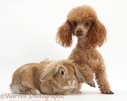 Red toy Poodle dog and sandy Lop rabbit