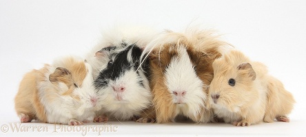 Long-haired mother and father Guinea pig with babies