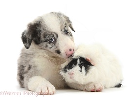 Merle Border Collie puppy and Guinea pig