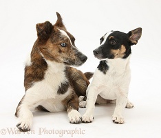 Mongrel dog and Jack Russell