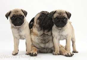 Fawn Pug dog and puppies, 8 weeks old