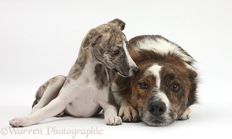 Whippet pup and mongrel dog