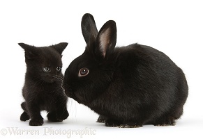 Black kitten, 7 weeks old, and black rabbit