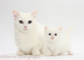 Mother white cat and kitten