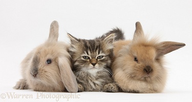 Tabby kitten and young rabbits