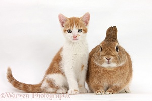 Ginger-and-white kitten and rabbit