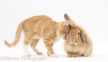 Ginger kitten head-butting Sandy Lionhead rabbit