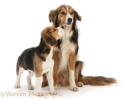 Beagle pup and Border Collie