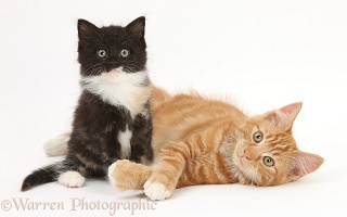 Ginger and black-and-white kittens
