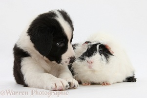 Black-and-white Border Collie puppy and Guinea pig