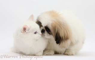Pekingese pup and white kitten