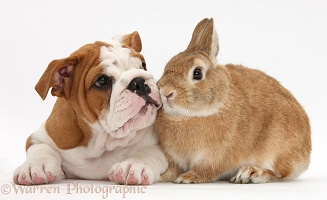 Bulldog pup and rabbit