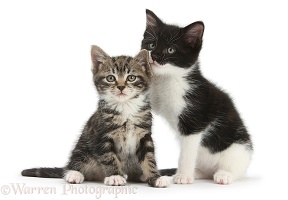 Tabby kitten with black-and-white kitten