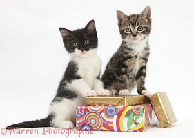Kittens on birthday parcels