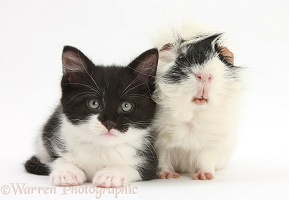 Black-and-white kitten with black-and-white Guinea pig