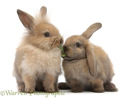 Young sandy rabbits sharing a piece of grass