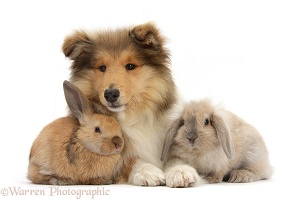 Rough Collie pup and young rabbits