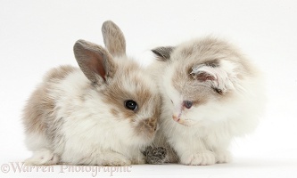 Colourpoint kitten with baby rabbit