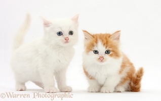 White and ginger-and-white kittens