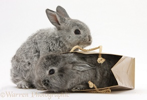 Tow silver young rabbits playing in a gift bag