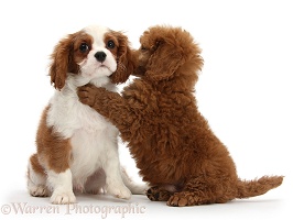 King Charles pup with Poodle pup