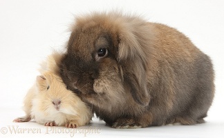 Baby sandy-and-white Guinea pig with rabbit