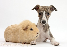 Brindle-and-white Whippet pup and yellow Guinea pig
