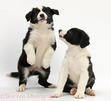 Playful black-and-white Border Collie pups, 6 weeks old