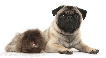 Fawn Pug dog and shaggy Guinea pig