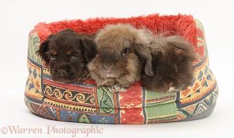 American Cocker Spaniel pup, rabbit and Guinea pig