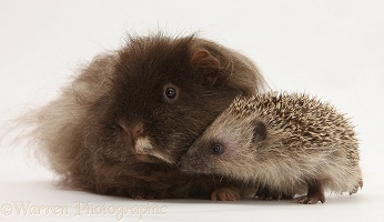 Baby Hedgehog and shaggy Guinea pig