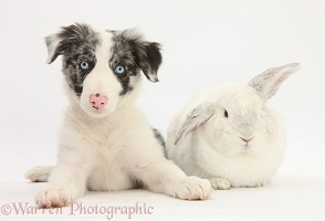 Border Collie pup and white rabbit