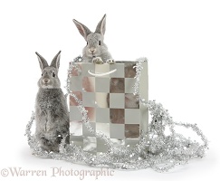 Two baby silver rabbits in a gift bag with Christmas tinsel