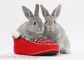 Young silver rabbits in a knitted slipper