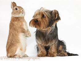 Yorkie and rabbit