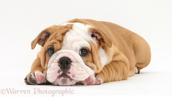 Bulldog pup, 8 weeks old, lying with chin on paws