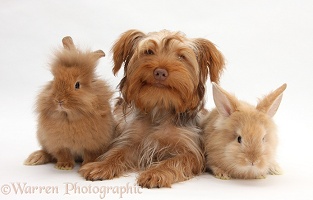 Yorkie x Poodle pup with Sandy Lionhead rabbits