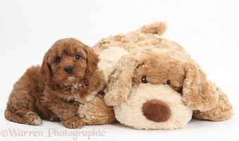 Cavapoo pup, 6 weeks old, and soft toy dog