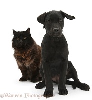 Dark chocolate cat and Black Labrador Retriever pup
