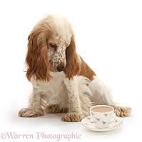 Cocker Spaniel and cup of tea