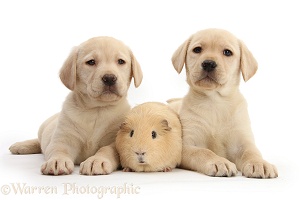 Yellow Labrador Retriever pups and Guinea pig