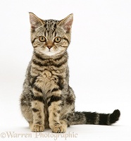 British Shorthair tabby kitten