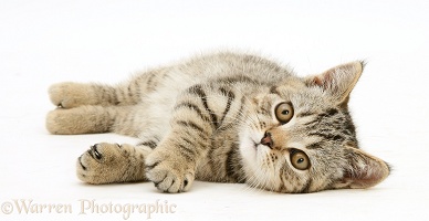 Tabby kitten lying on its side