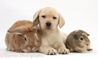 Yellow Labrador Retriever pup with Guinea pig and rabbit