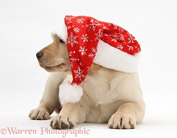 Yellow Labrador Retriever pup wearing Santa hat