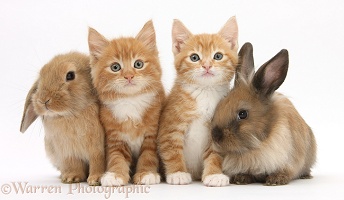 Ginger kittens and young Lionhead-Lop rabbits