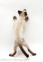 Siamese kitten, 10 weeks old, standing up, back view