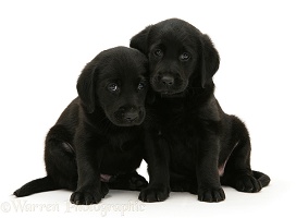 Black Goldador retriever pups